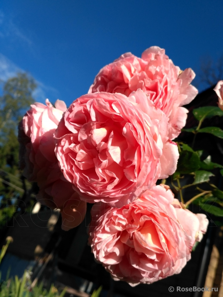 Abraham Darby