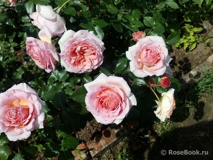 Abraham Darby