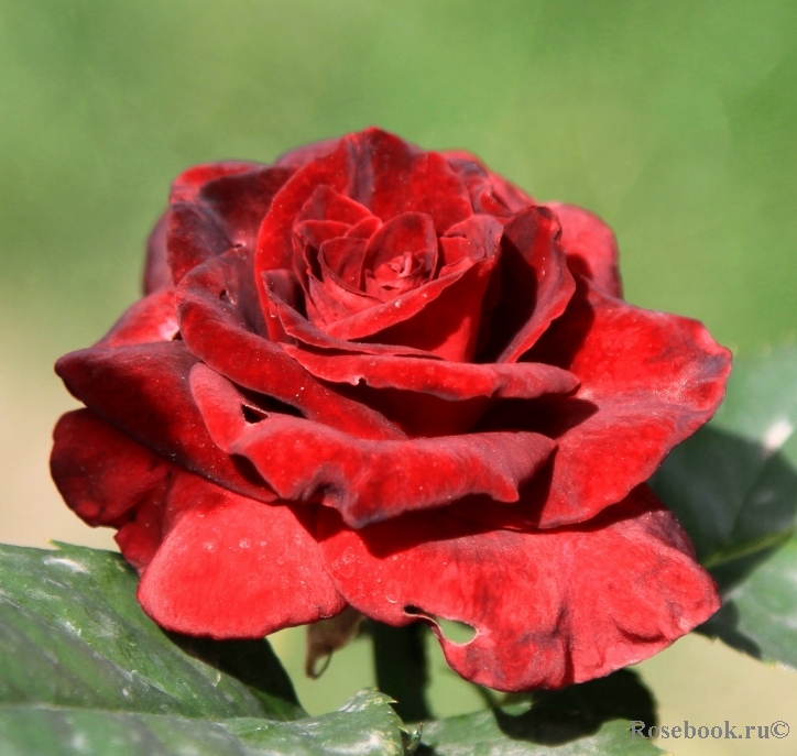 Black Baccara