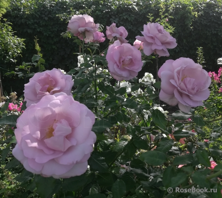 La Rose du Petit Prince