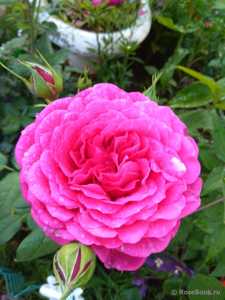 Johann Wolfgang von Goethe Rose®