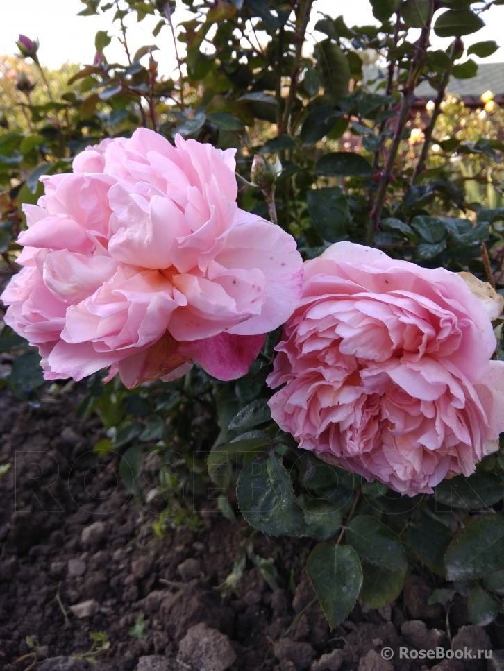 Dames de Chenonceau