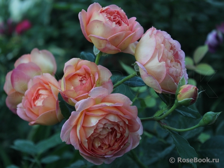 Lady of Shalott 