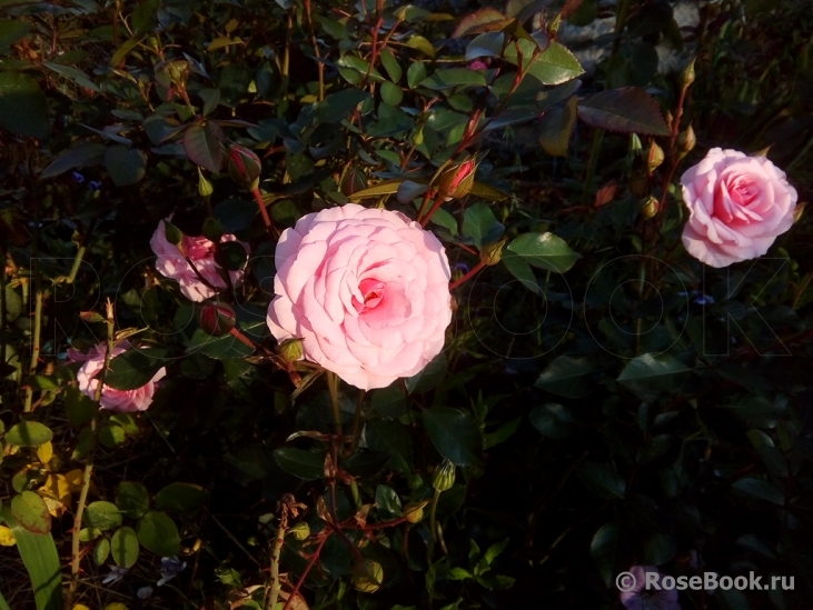 Magenta Diadem