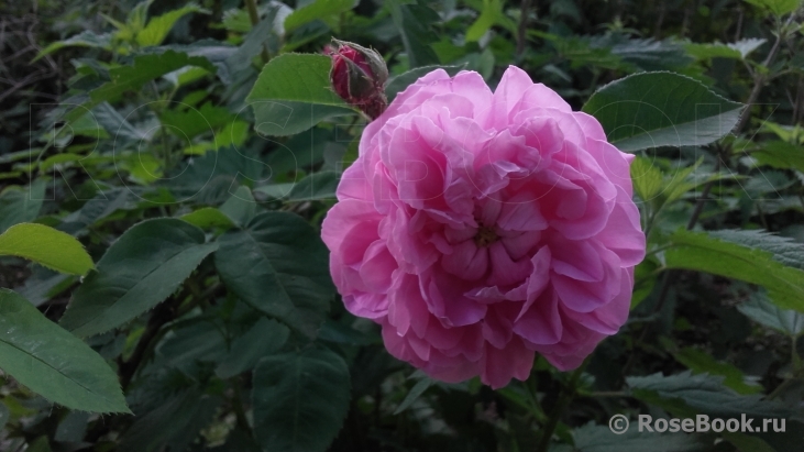 Cabbage of Holland