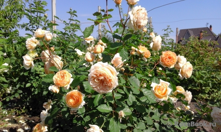 Crown Princess Margareta®