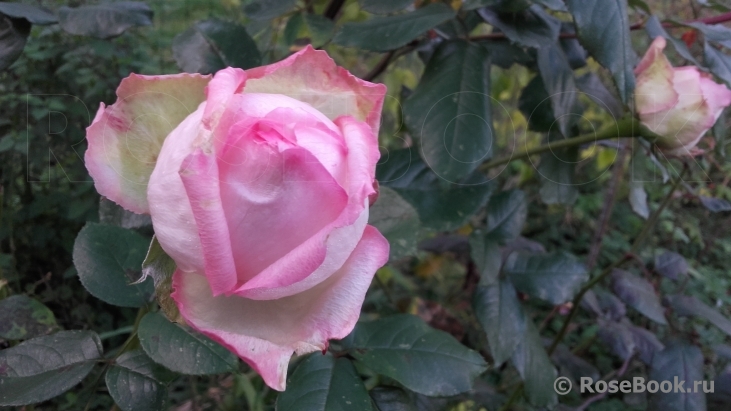 La Rose Optimiste