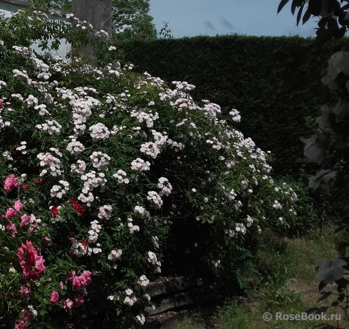 Dentelle de Malines