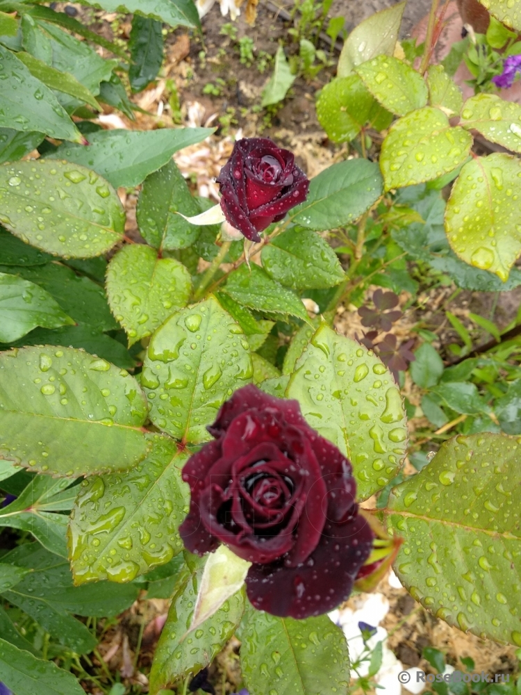 Black Baccara