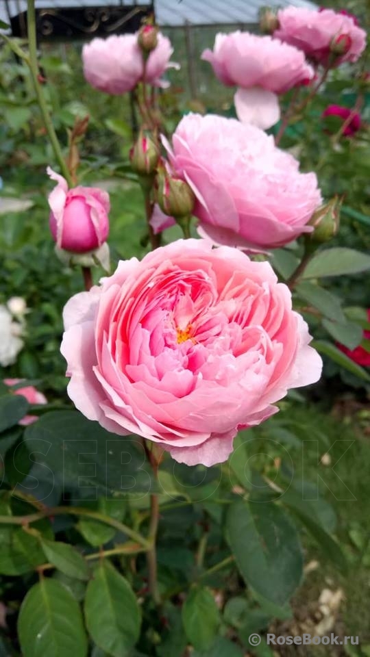 The Alnwick Rose