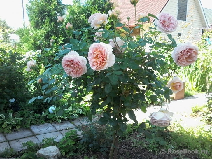 Abraham Darby