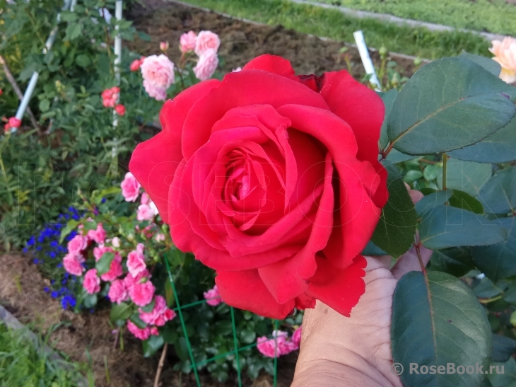 Rose des 4 Vents