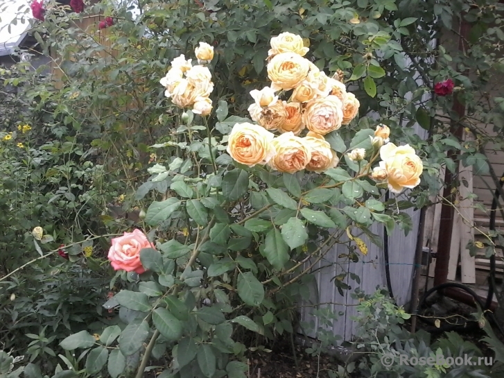 Lady of Shalott 