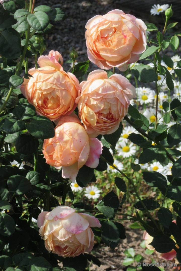 Lady of Shalott 