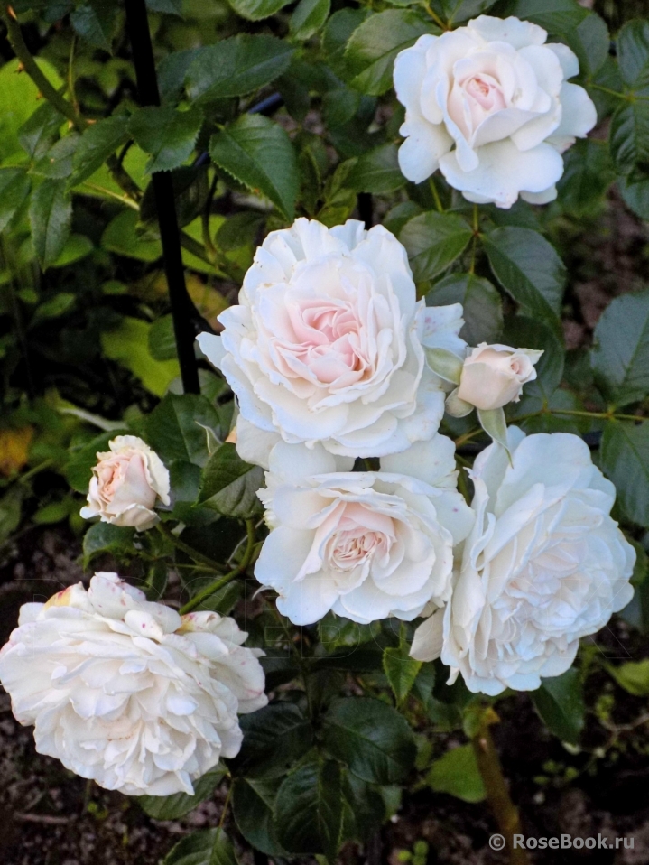 Great North Eastern Rose 