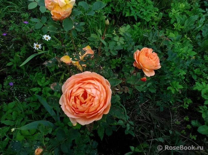 Lady of Shalott 