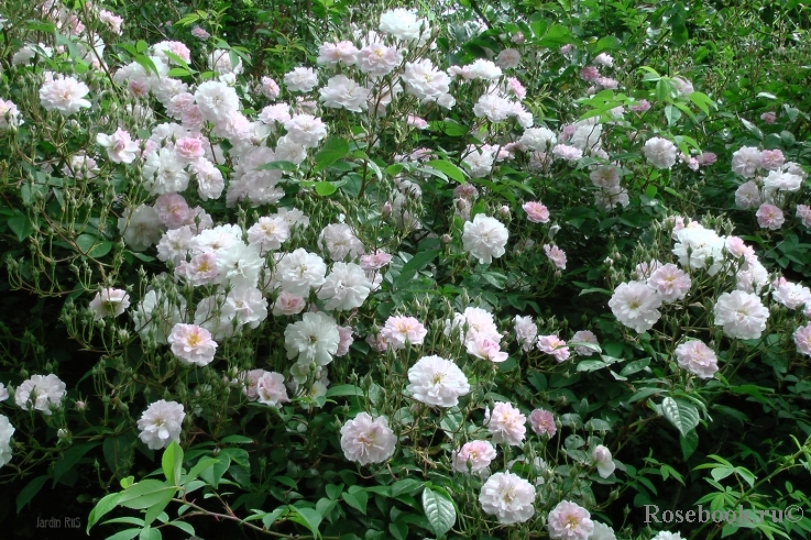 Paul’s Himalayan Musk 