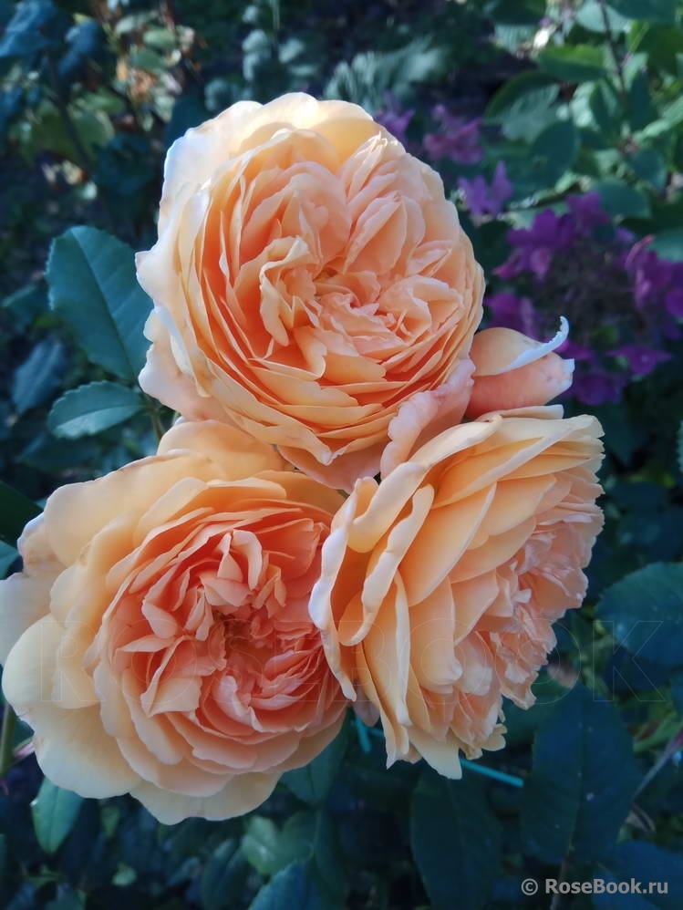 Crown Princess Margareta®