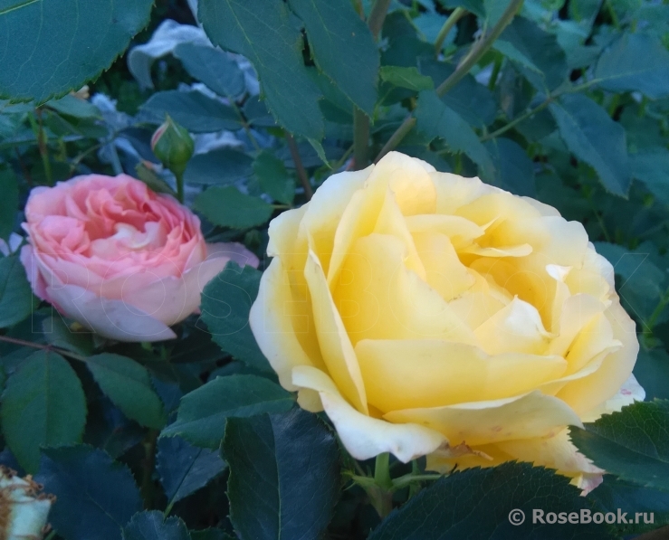 Lady of Shalott 