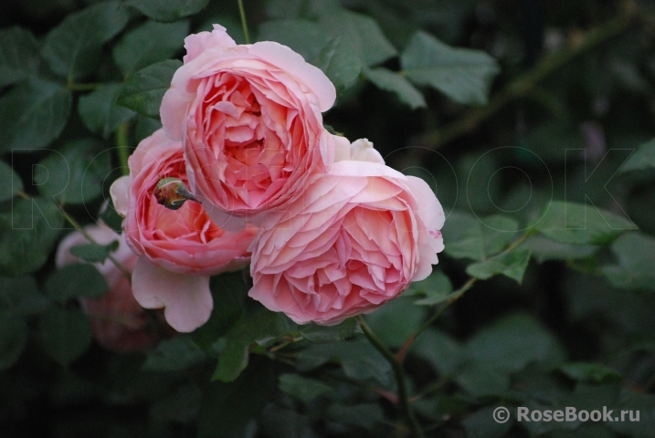 Abraham Darby