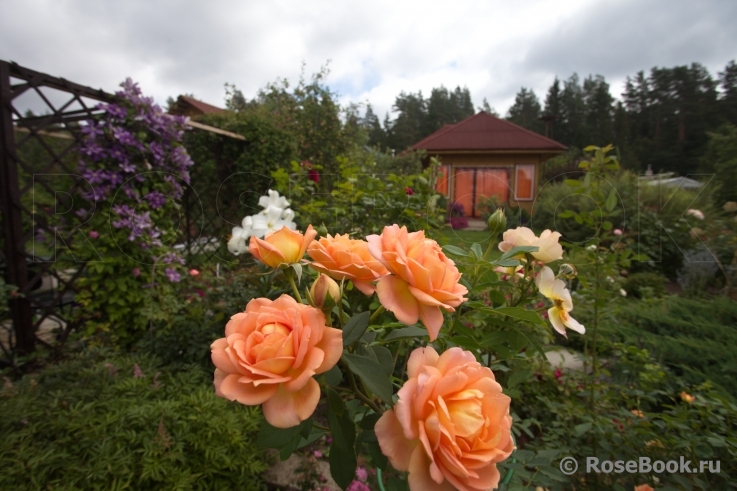 Lady of Shalott 