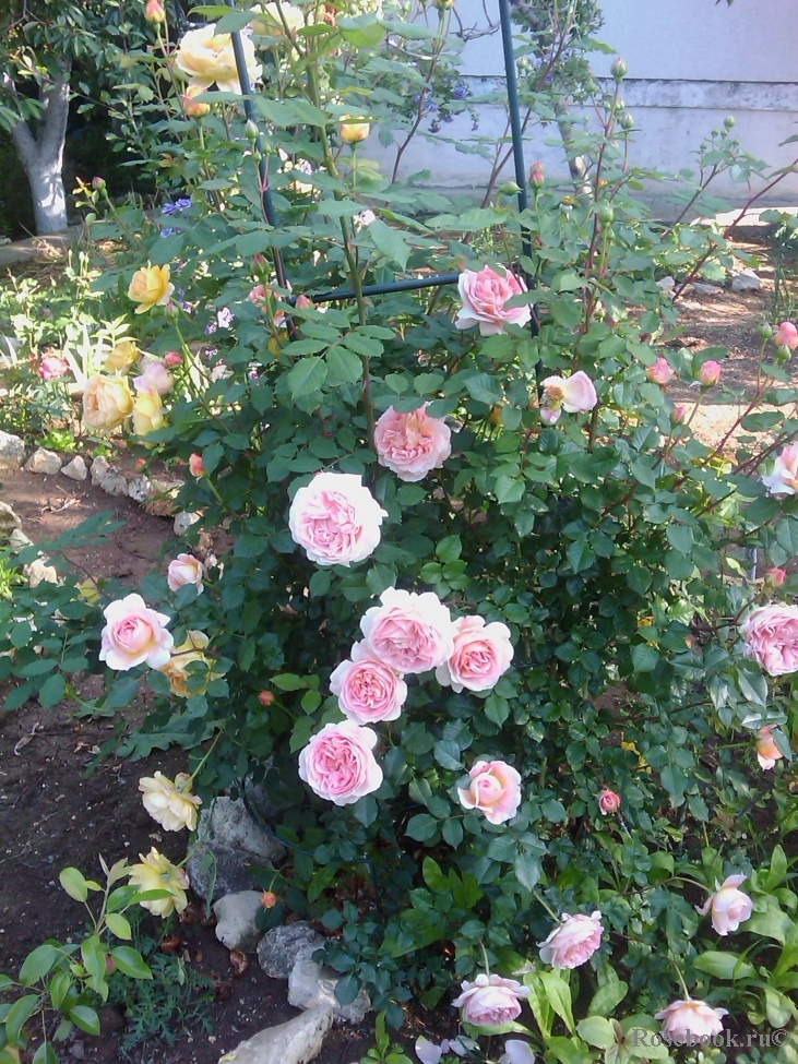 Abraham Darby