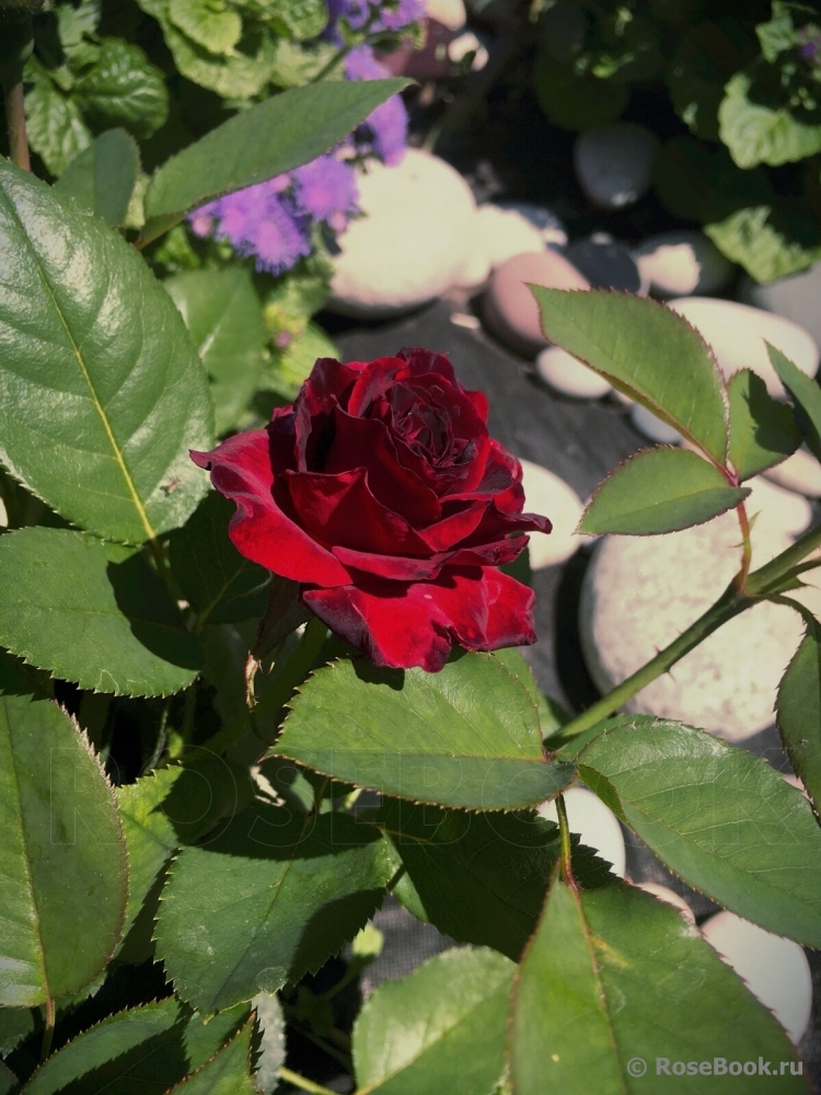 Black Baccara