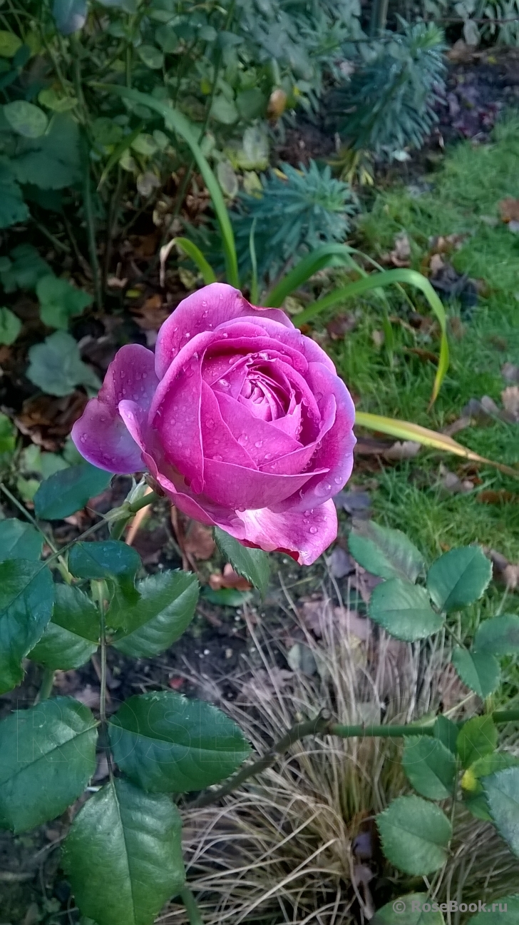 Rose Thelma