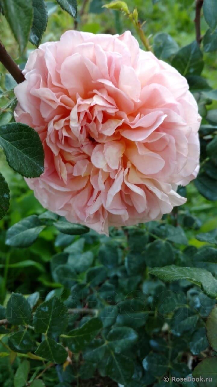 Abraham Darby