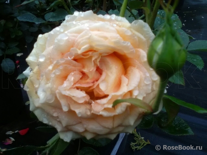 Abraham Darby