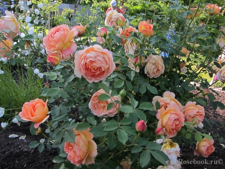 Lady of Shalott 