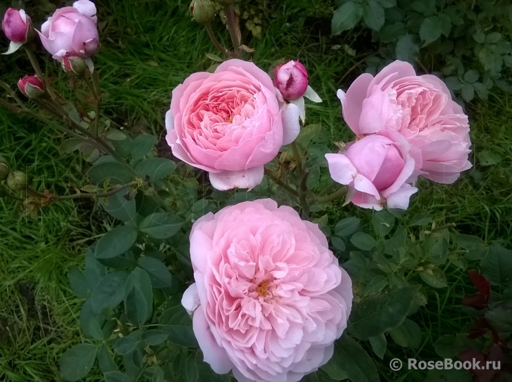 The Alnwick Rose