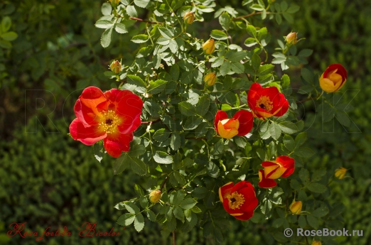 Rosa foetida Bicolor