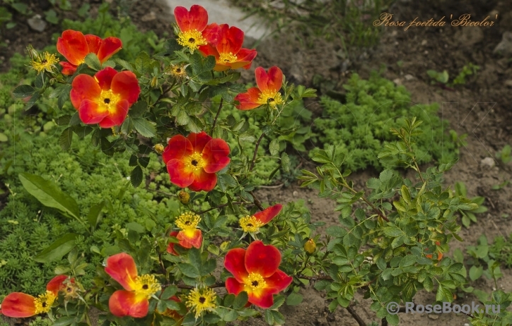 Rosa foetida Bicolor