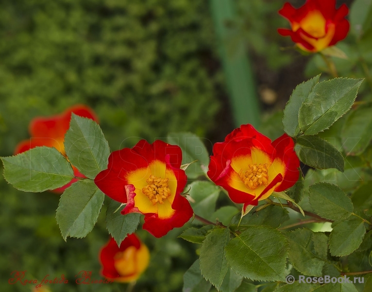 Rosa foetida Bicolor