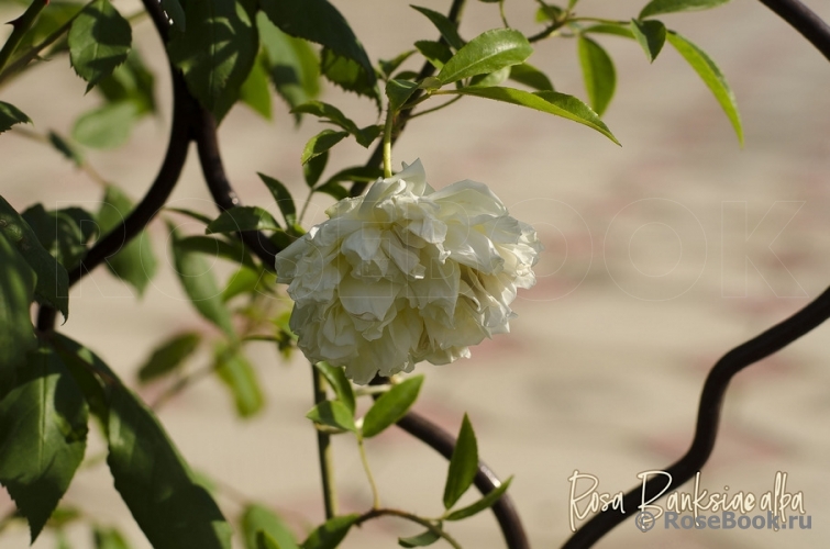 Rosa banksiae alba