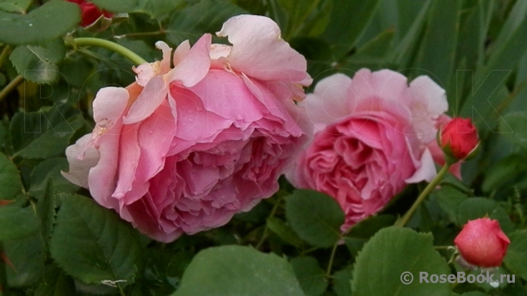 Princess Alexandra of Kent 