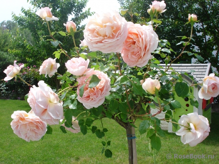 Abraham Darby