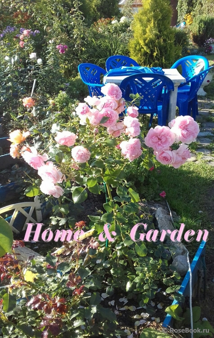 Home & Garden