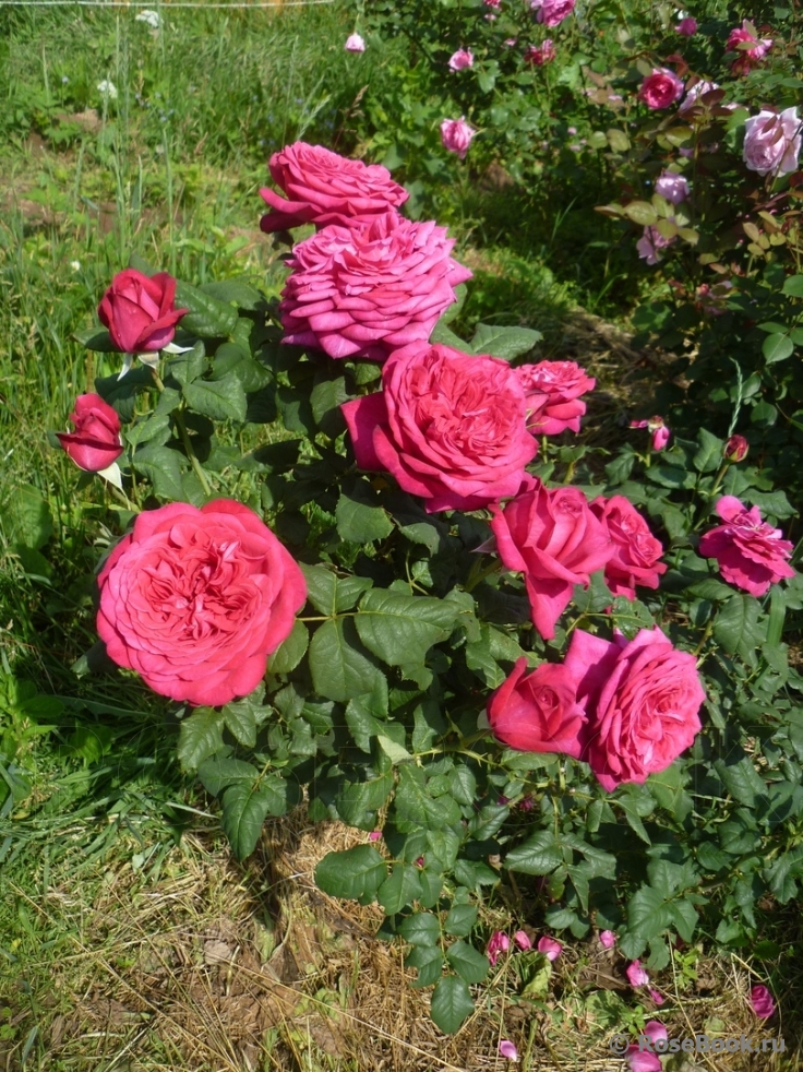 Johann Wolfgang von Goethe Rose®