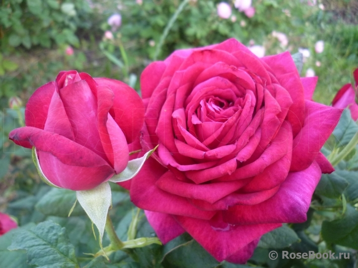 Johann Wolfgang von Goethe Rose®