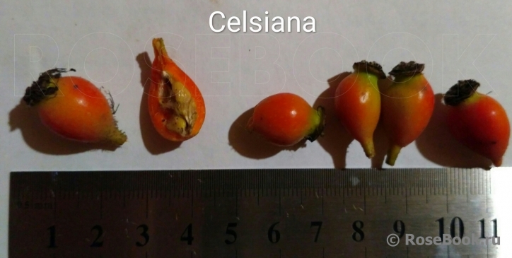 Celsiana