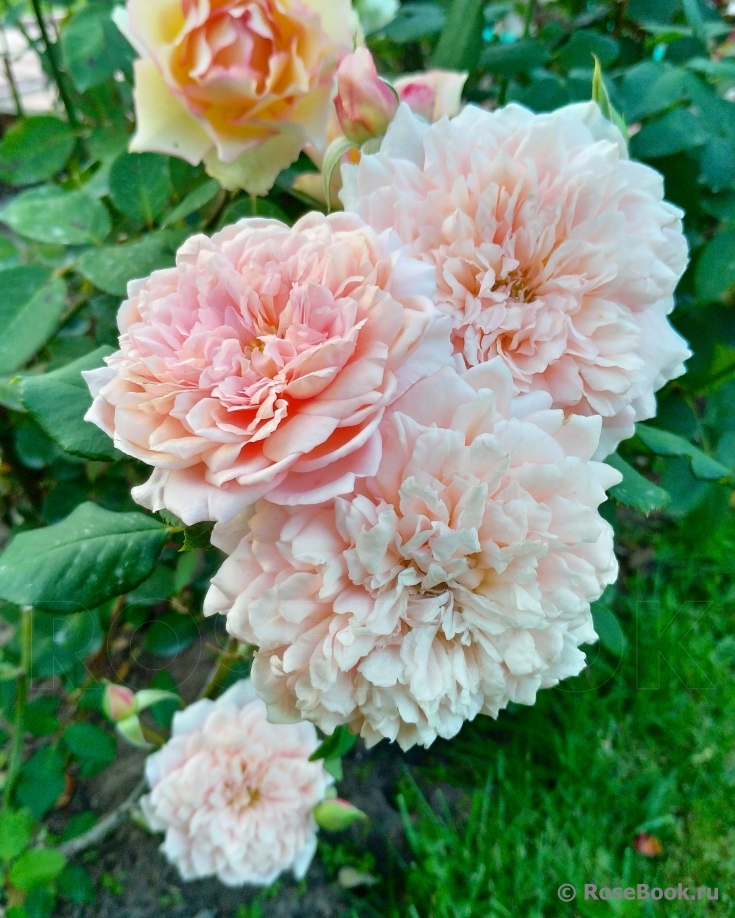 Festival des Jardins de Chaumont