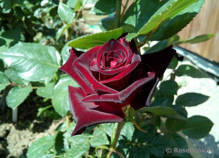 Black Baccara