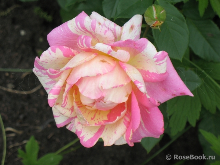 Rose des Cisterciens 