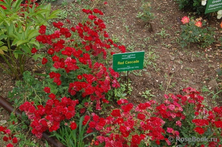 Red Cascade