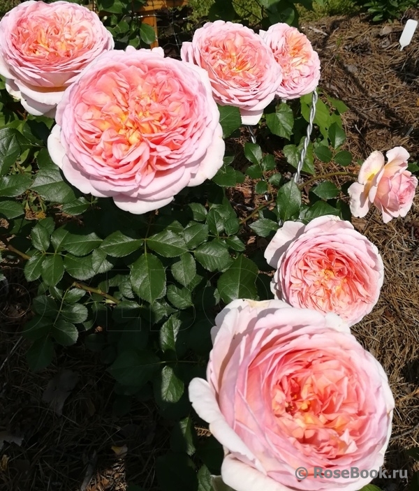 Abraham Darby