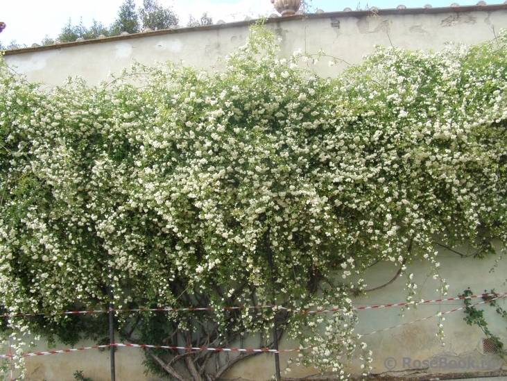 Rosa banksiae alba