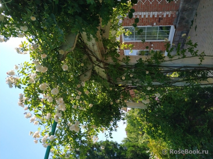 Scarman's Himalayan Musk