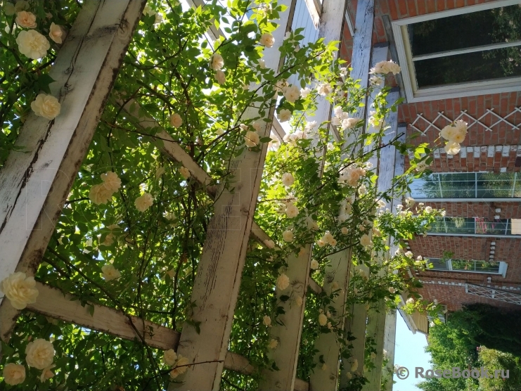 Scarman's Himalayan Musk